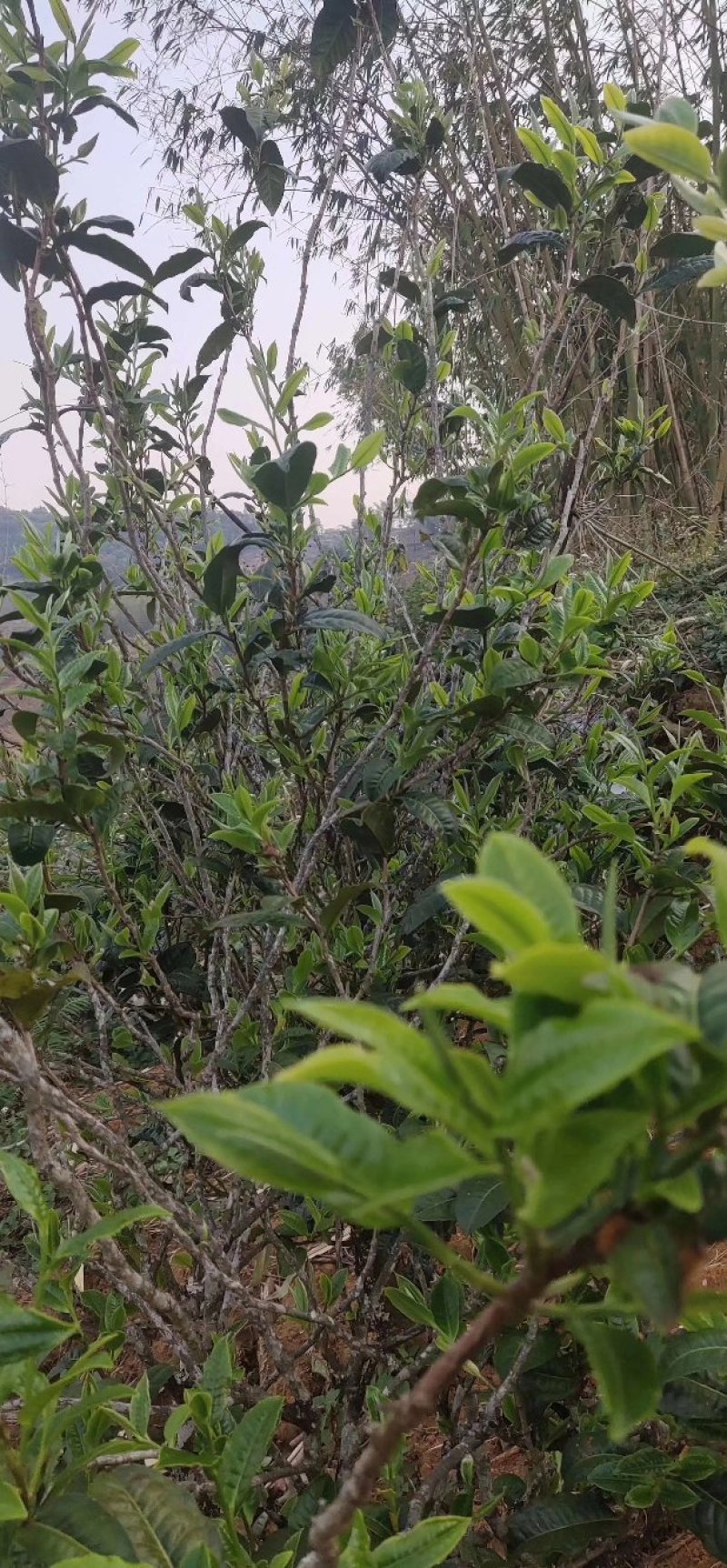 古树红茶，昔归古树红茶，香气好，特别耐，实体买过的都说好