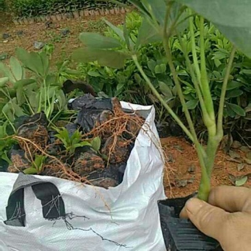 广东(鹅掌柴)鸭脚木，20一25高，冠幅好苗圃基地直销，