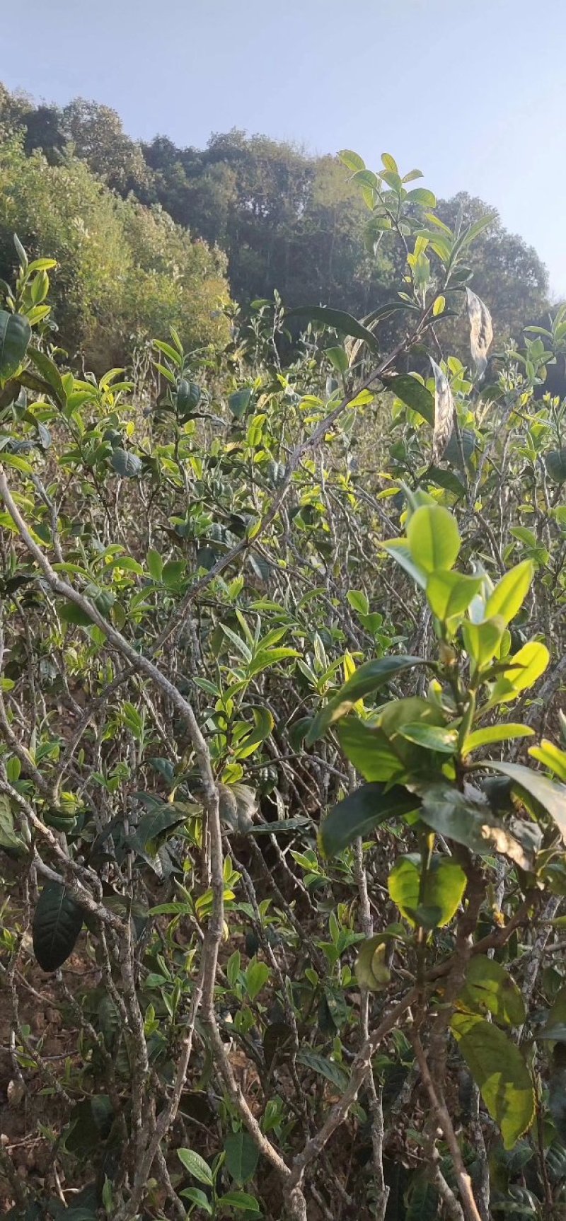 古树红茶，昔归古树红茶，香气好，特别耐，实体买过的都说好