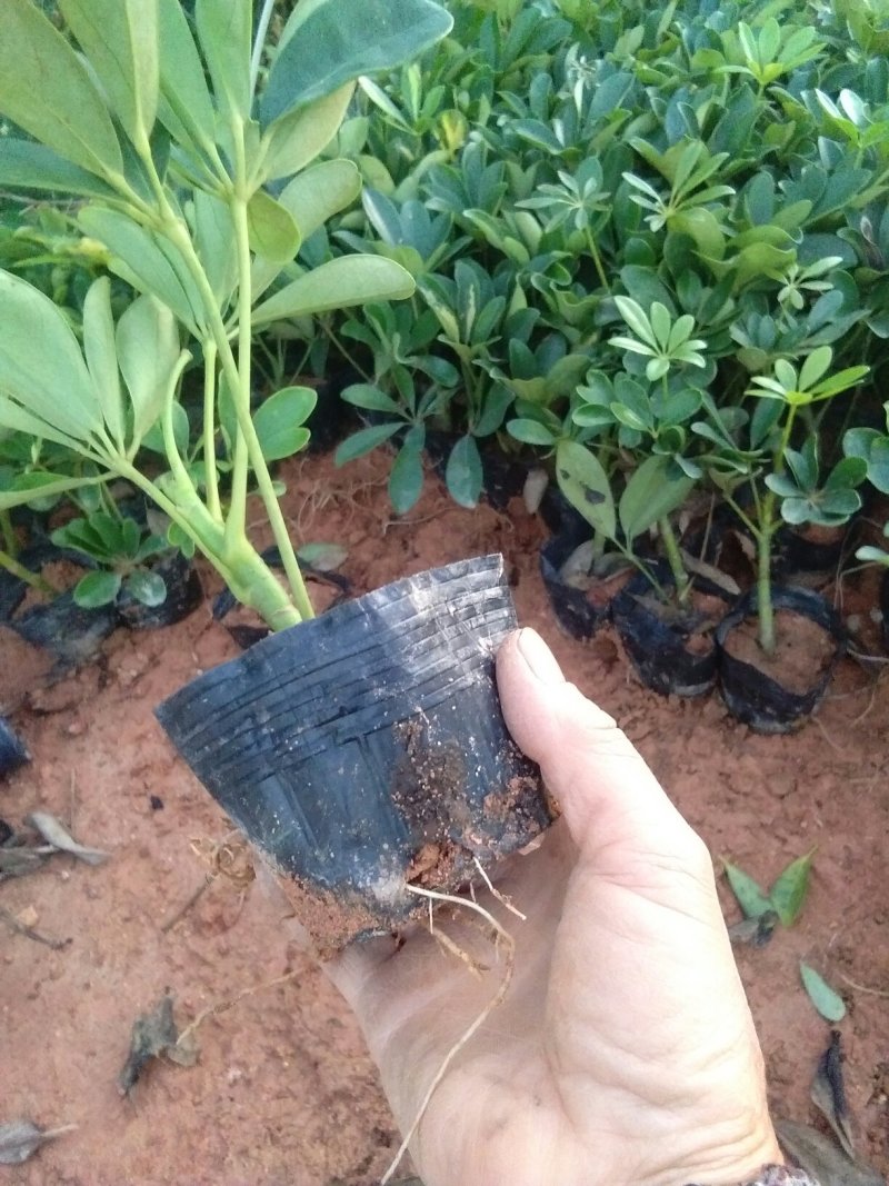 广东(鹅掌柴)鸭脚木，20一25高，冠幅好苗圃基地直销，