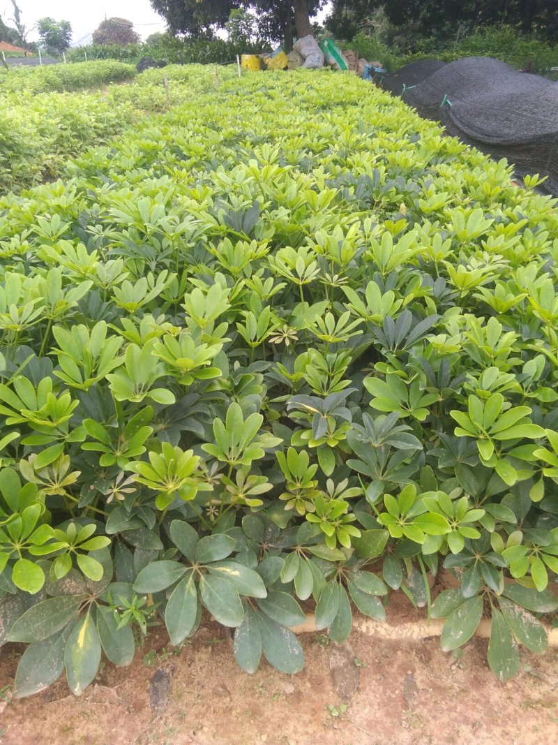 广东(鹅掌柴)鸭脚木，20一25高，冠幅好苗圃基地直销，