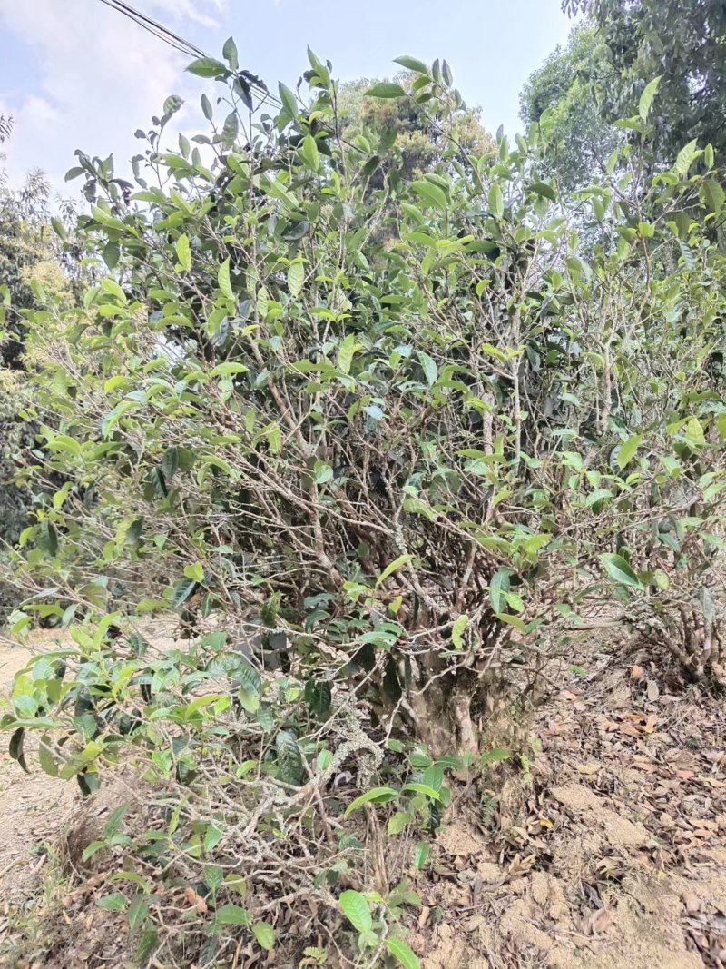 古树红茶，昔归古树红茶，香气好，特别耐，实体买过的都说好
