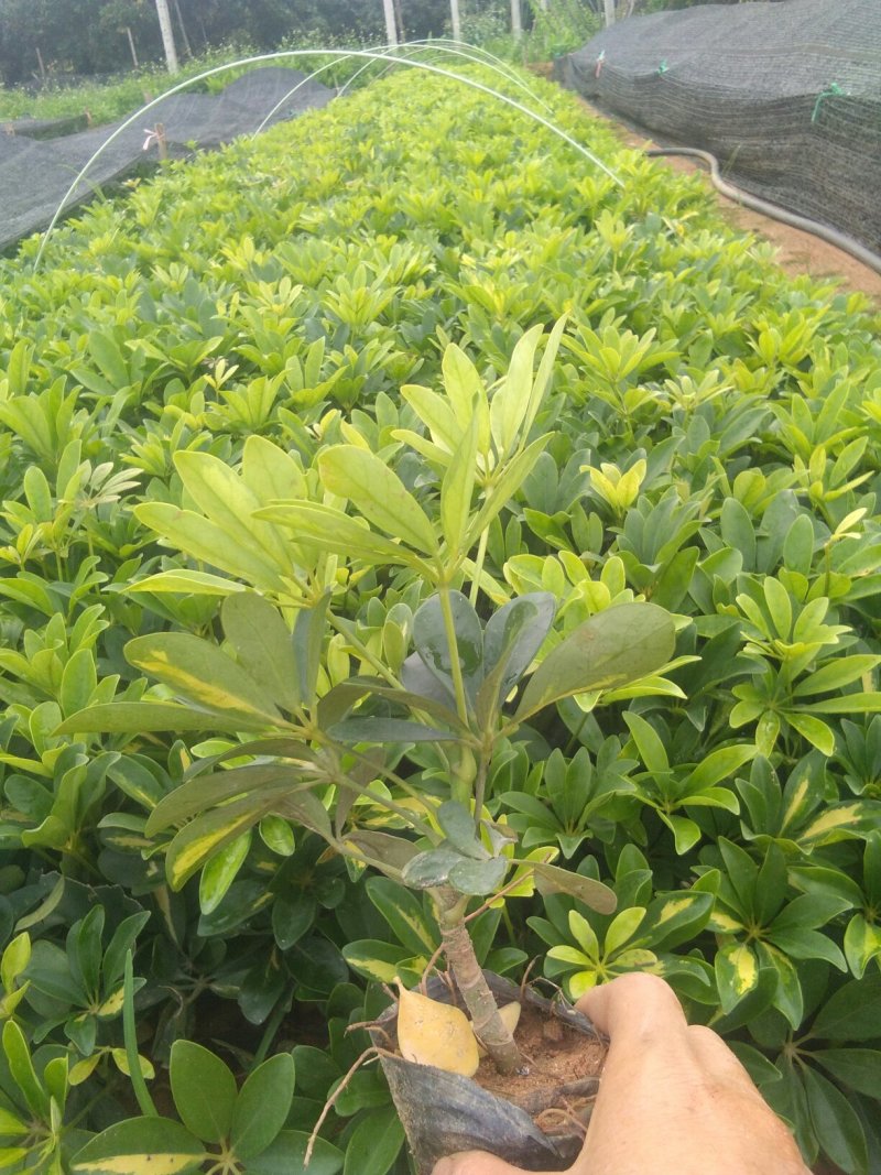 广东(鹅掌柴)鸭脚木，20一25高，冠幅好苗圃基地直销，