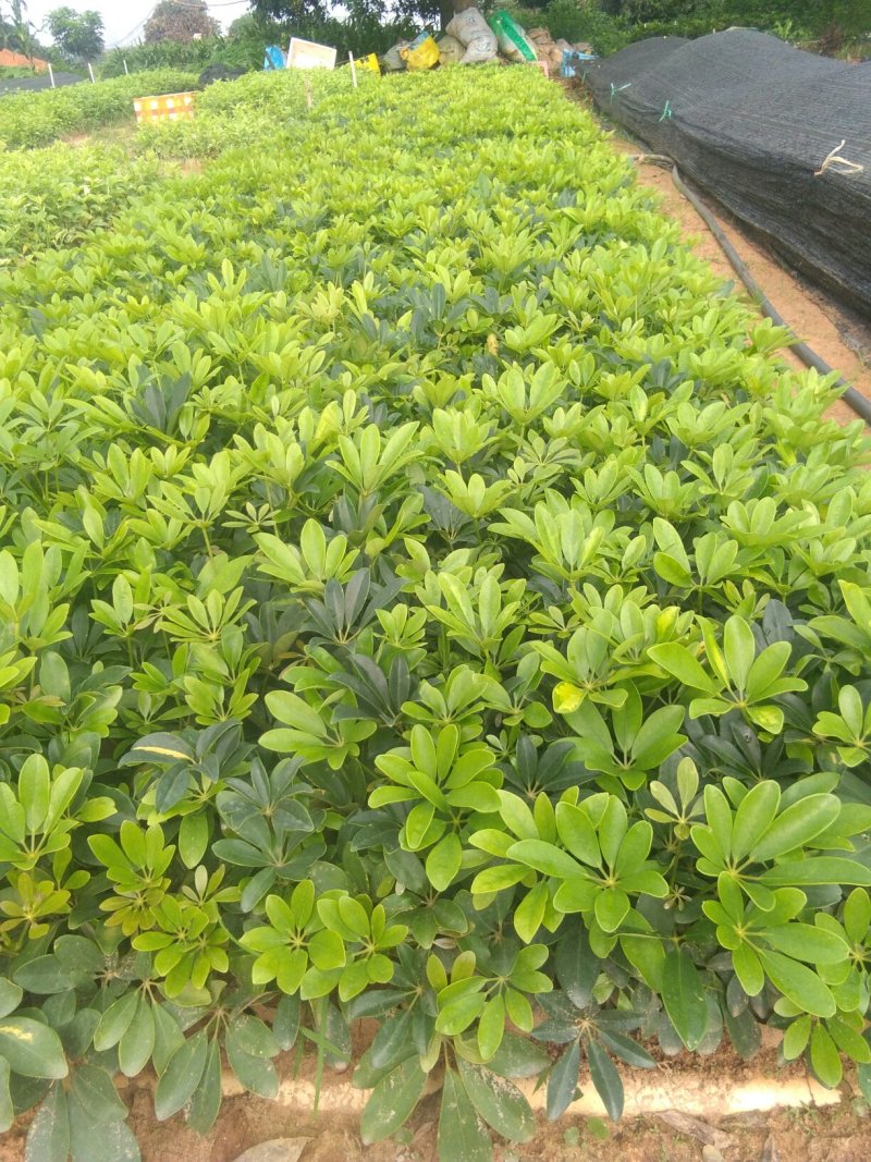 广东(鹅掌柴)鸭脚木，20一25高，冠幅好苗圃基地直销，