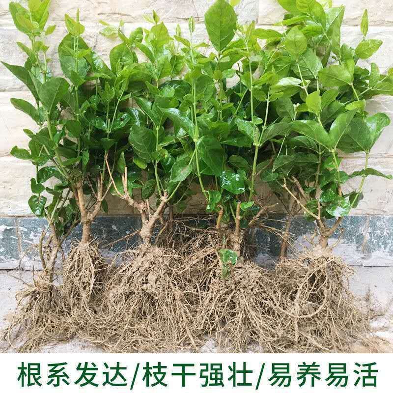 广西横县茉莉花苗大量批发，5，4，3，2，1年苗包邮