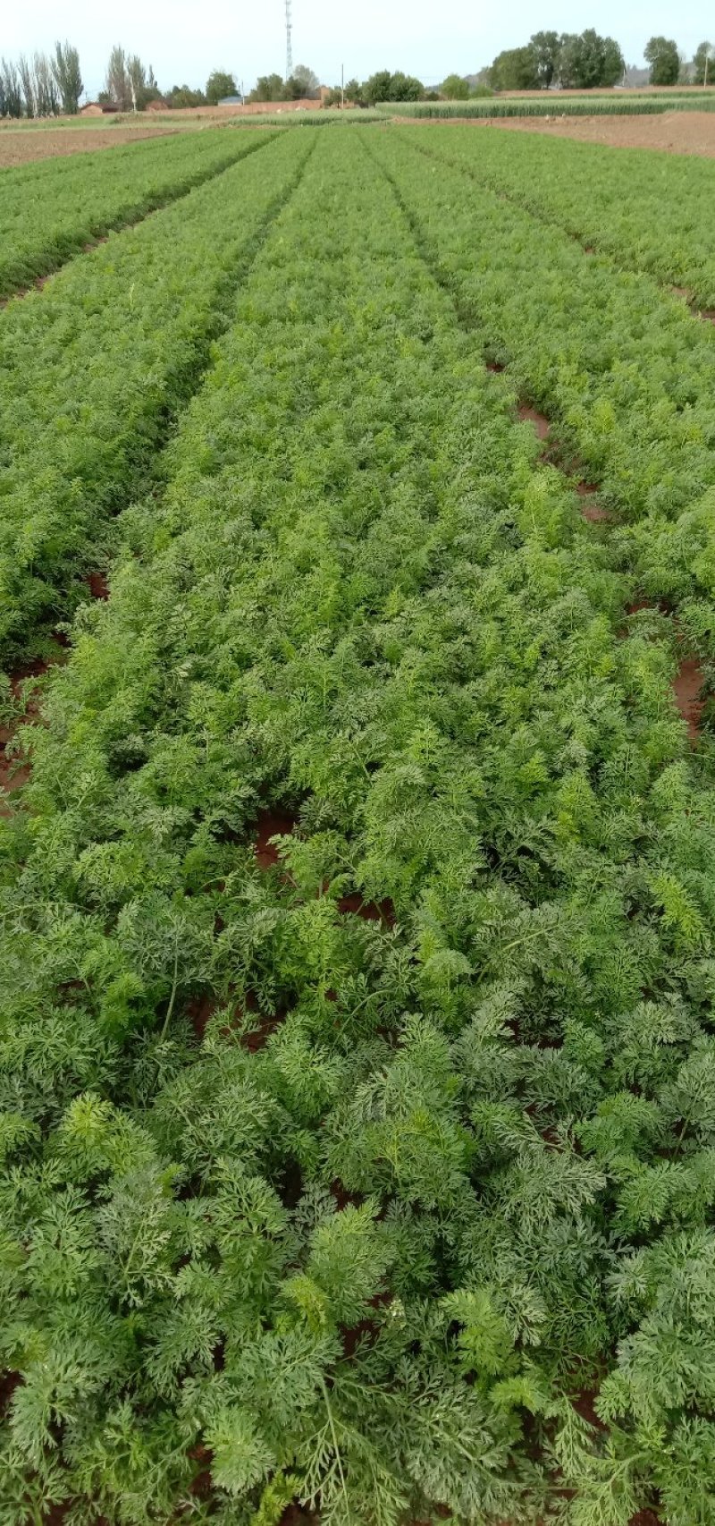 红萝卜马上上市了