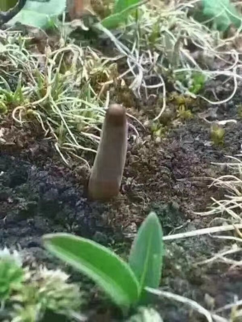 高原冬虫夏草