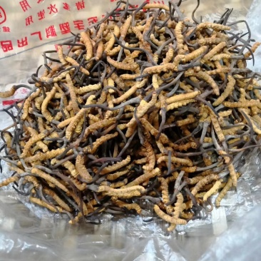 高原冬虫夏草