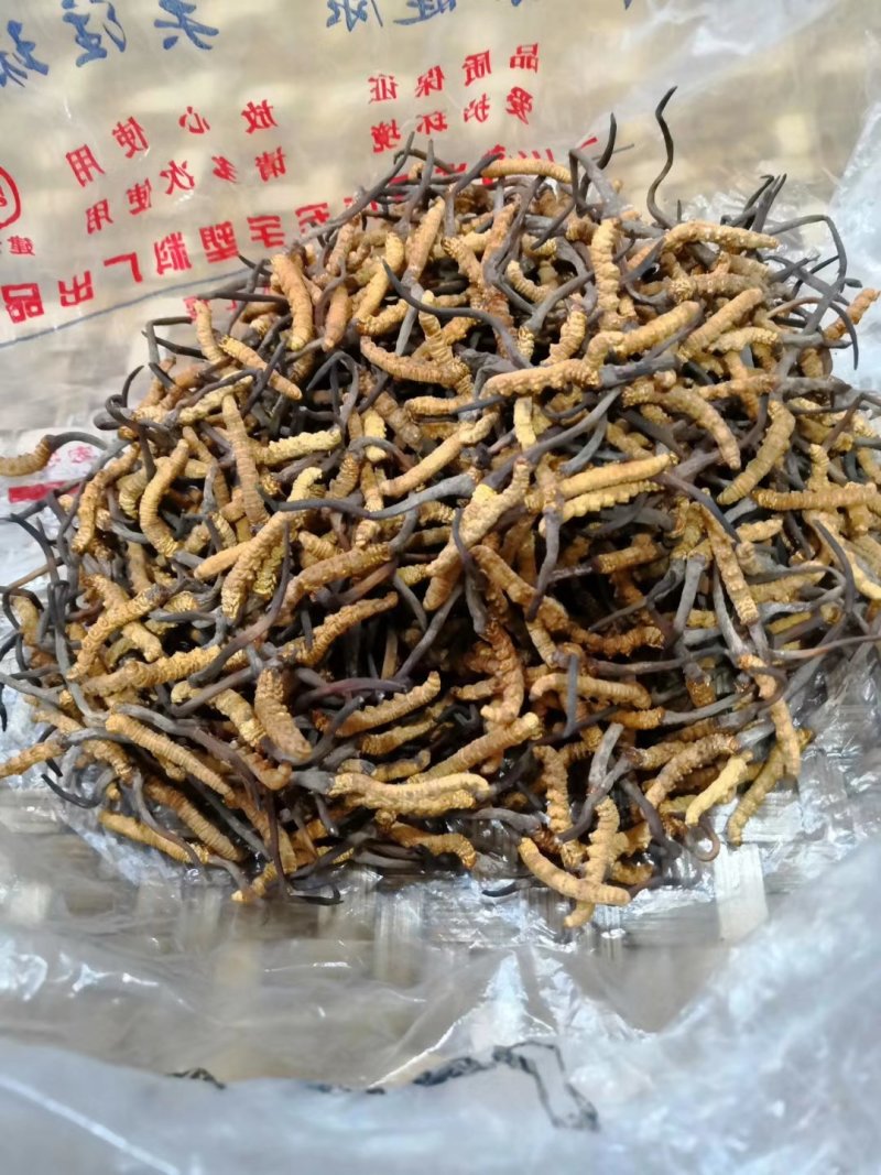 高原冬虫夏草