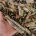 救必应，产地现货供应，进口与国产货均有，货干度好颜色漂亮