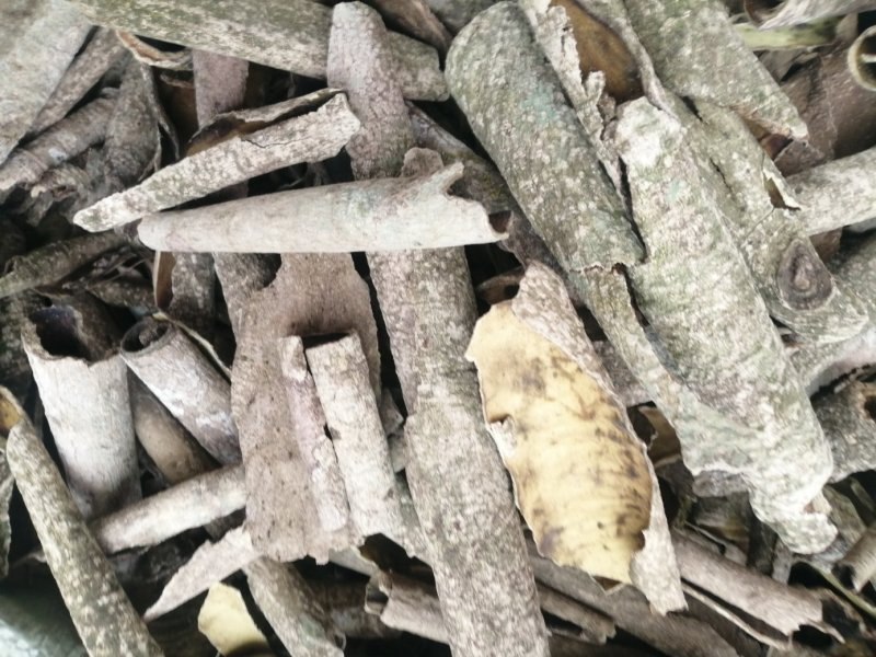 救必应，产地现货供应，进口与国产货均有，货干度好颜色漂亮