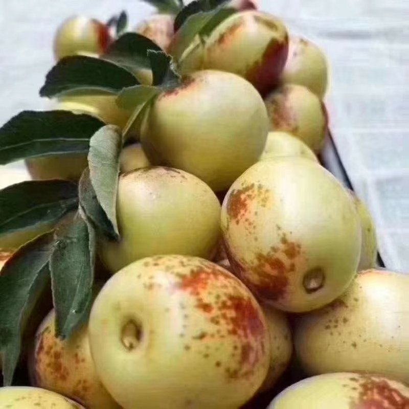 【精品冬枣】陕西大荔冬枣一手货源全国批发支持视频看货
