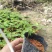 凤凰木，小苗20-1米高，苗木3-80公分直径