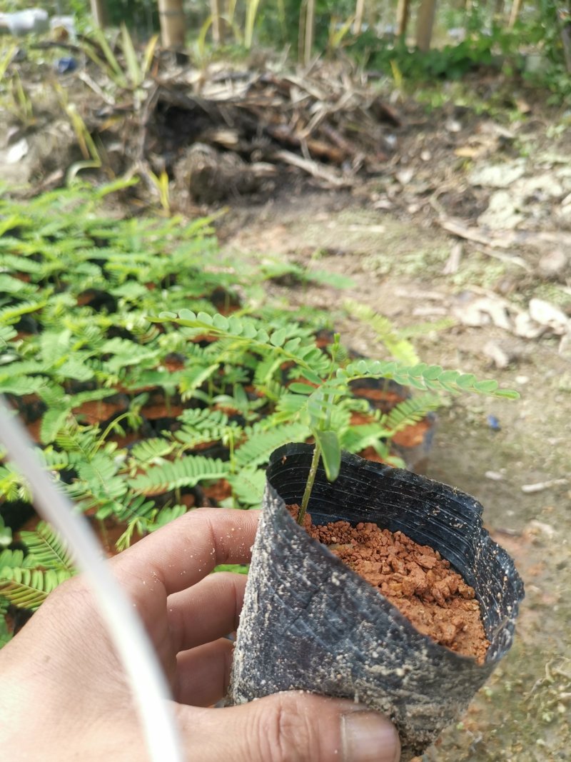 凤凰木，小苗20-1米高，苗木3-80公分直径