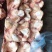 原装牛窝骨，牛膝盖骨，肉多筋满不肥，价格合适，手续齐全