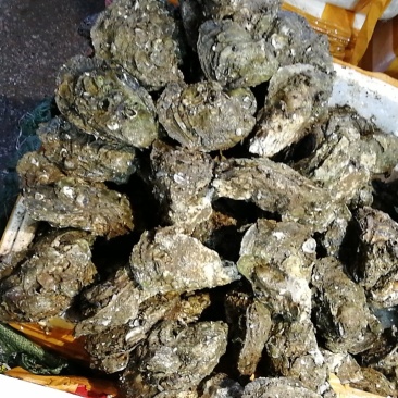 湛江生蚝