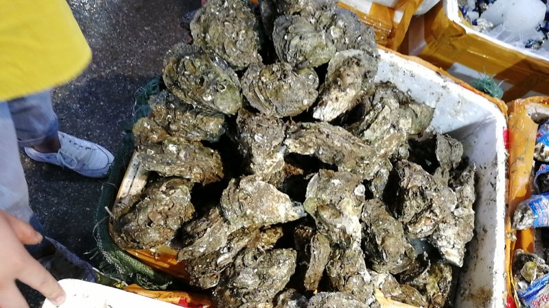 湛江生蚝