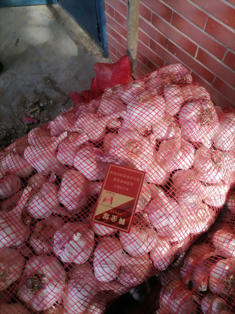 杞县优质於地大蒜品质优量大长年有货
