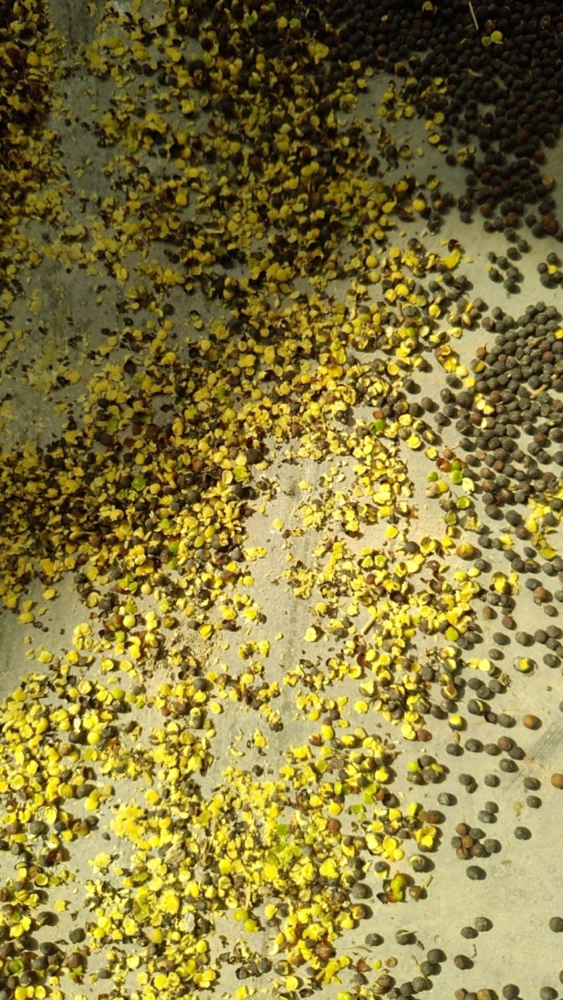 油菜籽湖北襄阳产地直销籽粒饱满油色金黄油香味浓