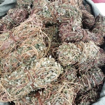 鸡骨草，广西特产鸡骨草，药食两用，现货供应