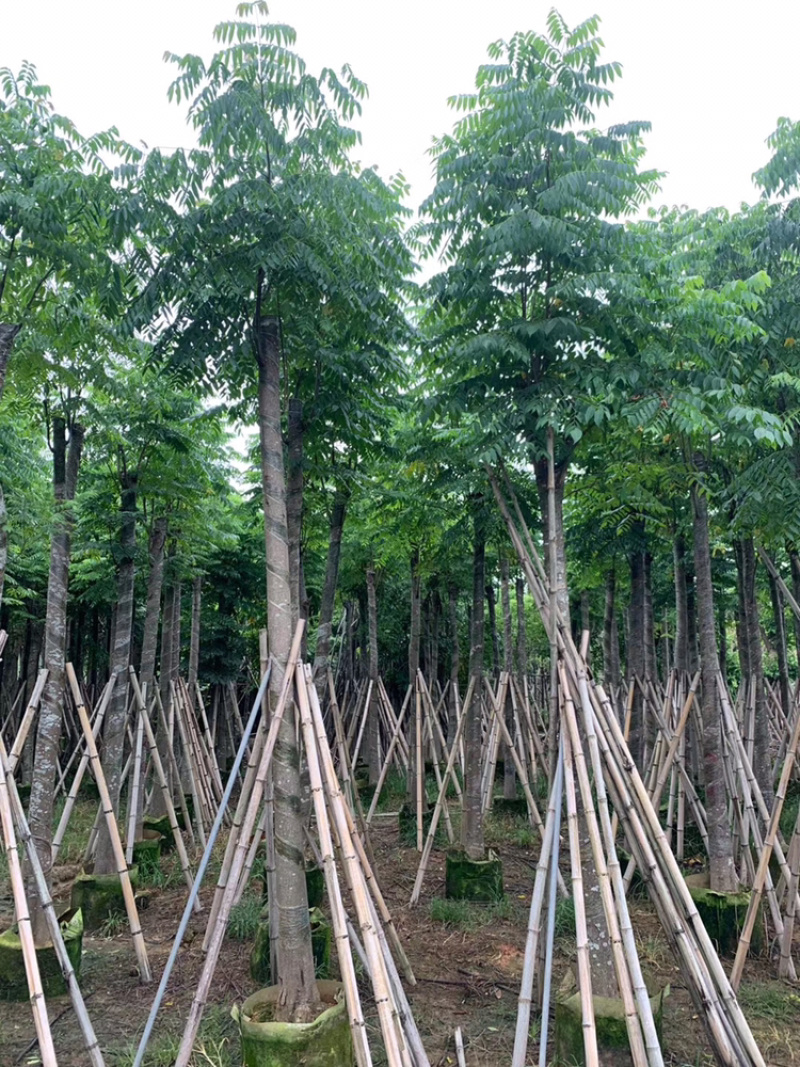 黄山栾树各种规格移植苗