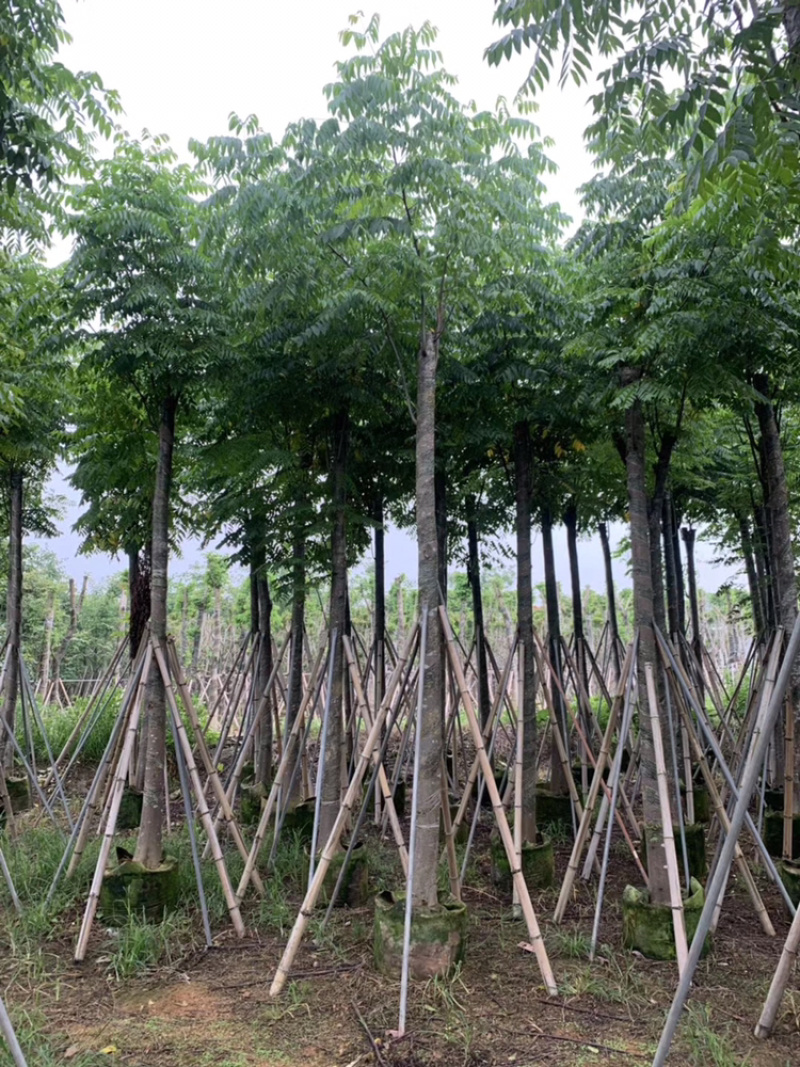 黄山栾树各种规格移植苗