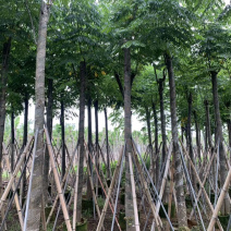 黄山栾树各种规格移植苗