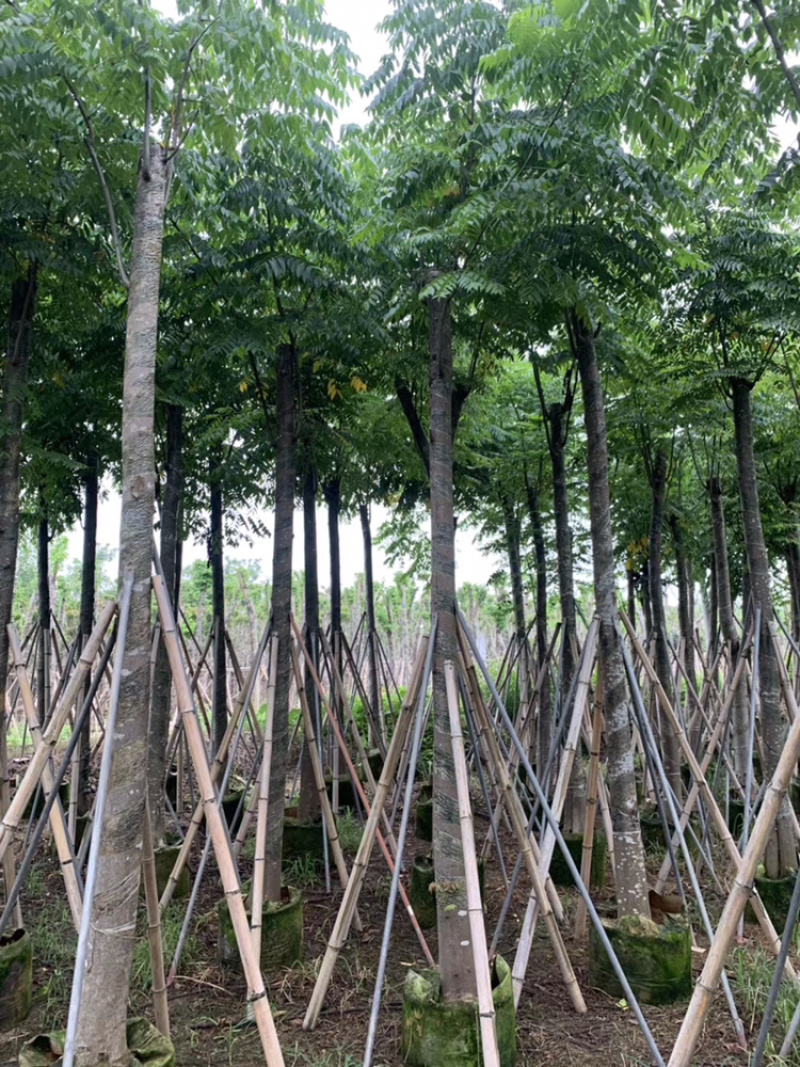 黄山栾树各种规格移植苗