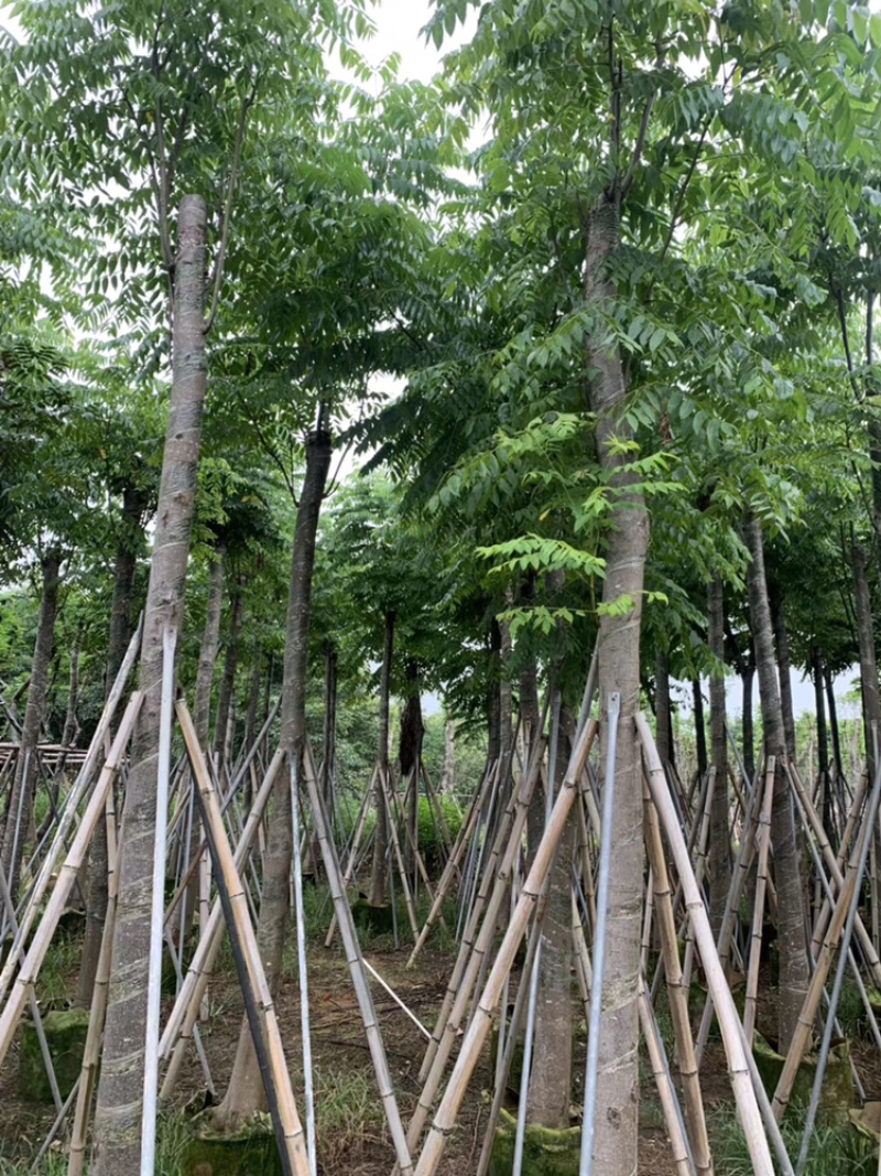 黄山栾树各种规格移植苗