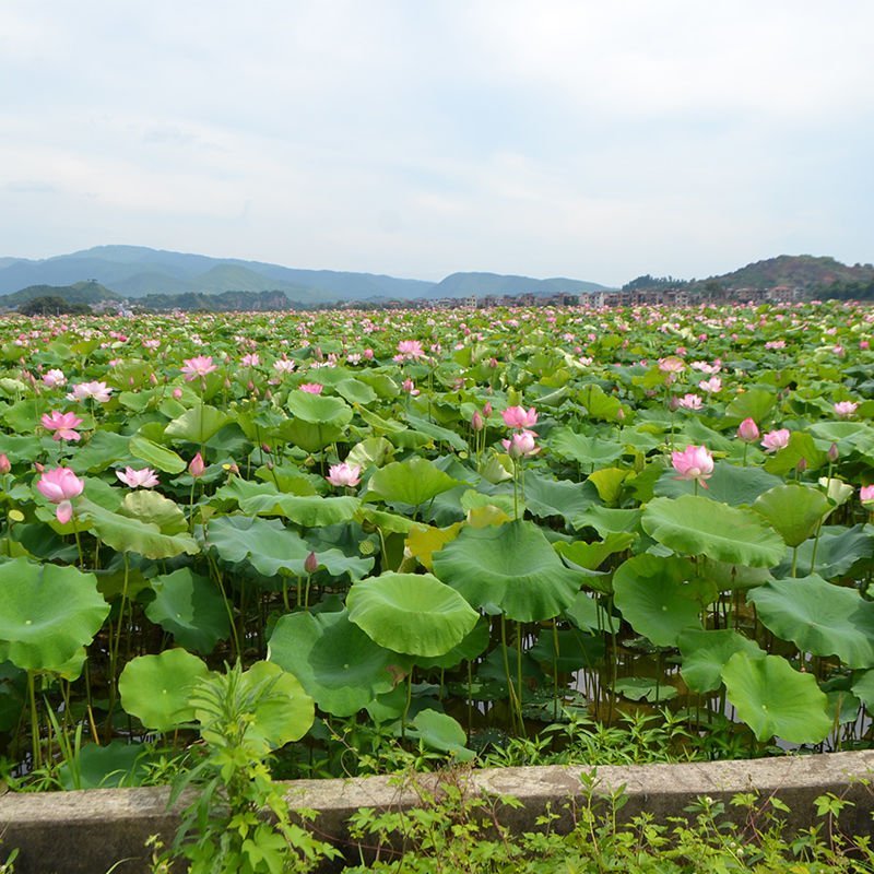 安徽芜湖莲蓬，（精品莲蓬）品质优