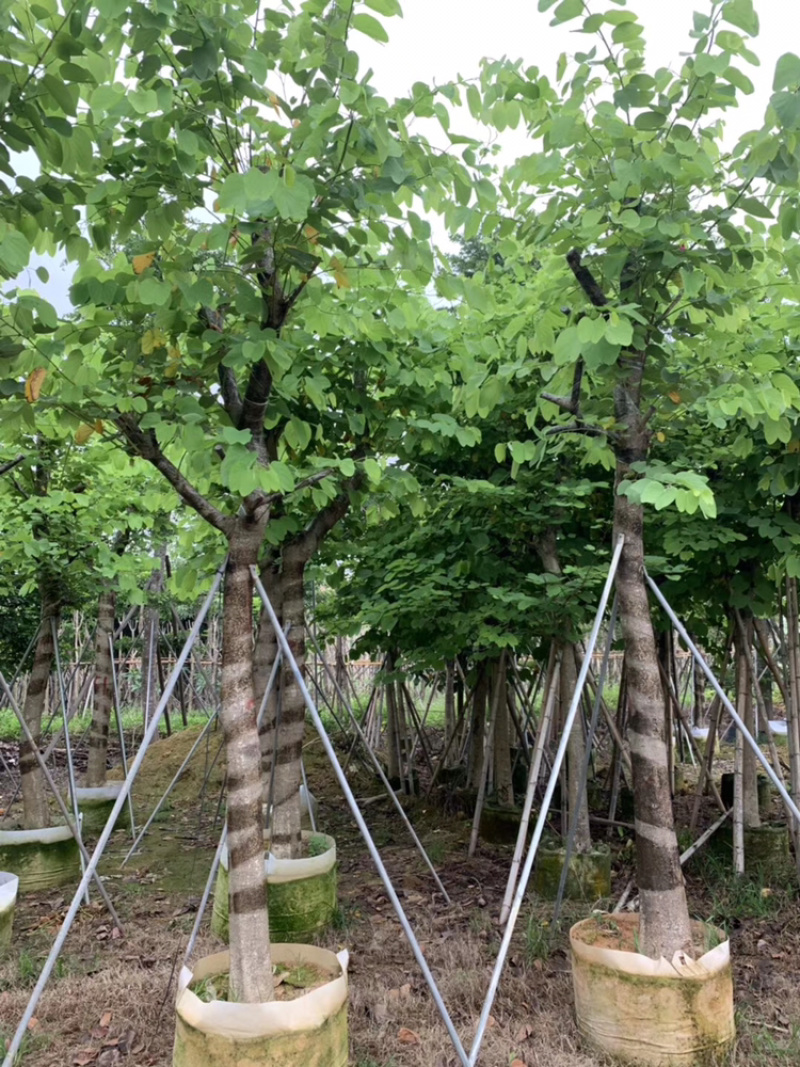 红花紫荆宫粉紫荆移植苗