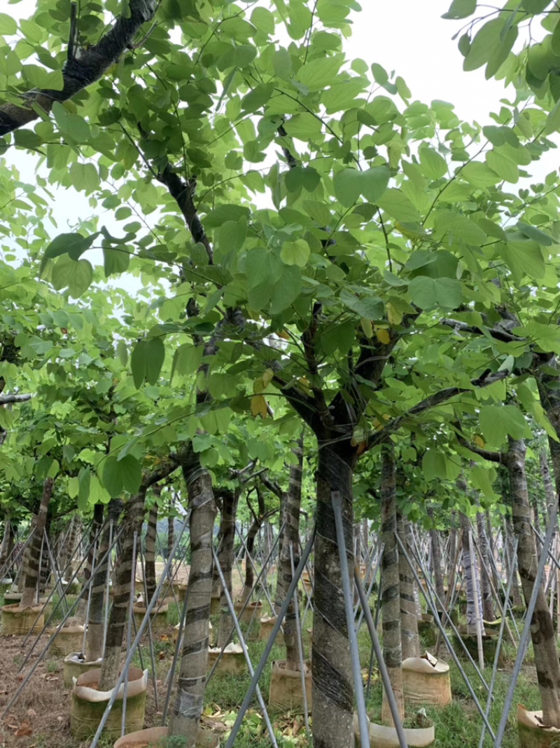红花紫荆宫粉紫荆移植苗