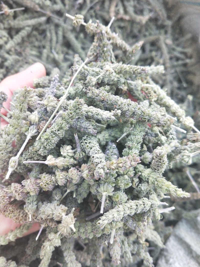 荆芥种子，荆芥，中药材种子，精选荆芥种子，全国发货