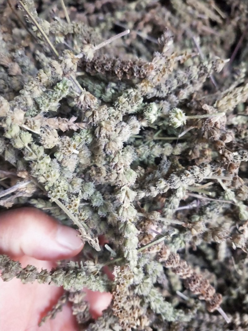 荆芥种子，荆芥，中药材种子，精选荆芥种子，全国发货