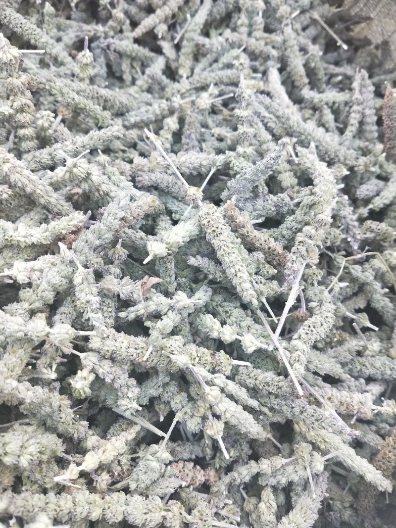 荆芥种子，荆芥，中药材种子，精选荆芥种子，全国发货