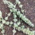 荆芥种子，荆芥，中药材种子，精选荆芥种子，全国发货