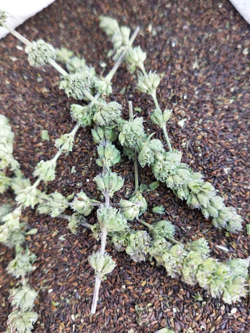 荆芥种子，荆芥，中药材种子，精选荆芥种子，全国发货