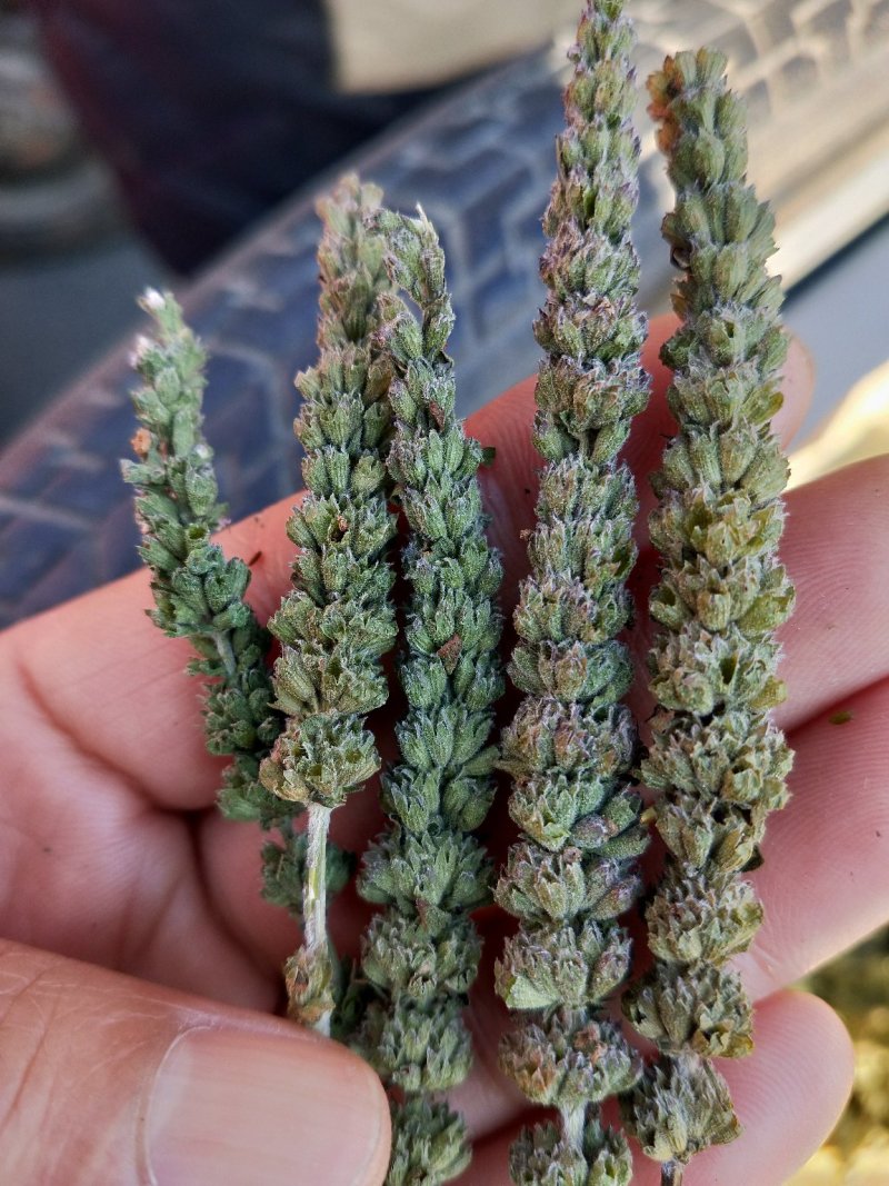荆芥种子，荆芥，中药材种子，精选荆芥种子，全国发货