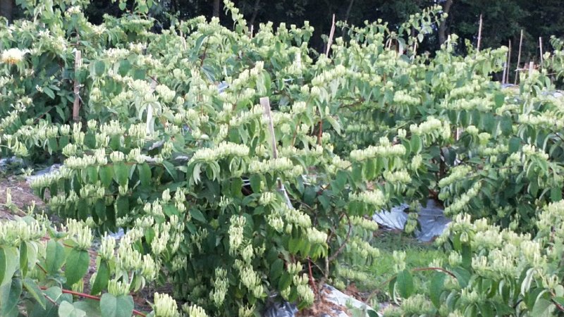 金银花无硫干青花专卖店