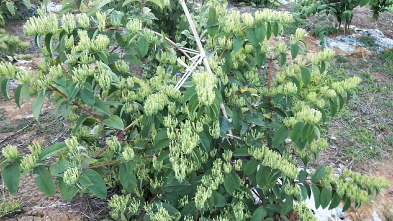 金银花无硫干青花专卖店