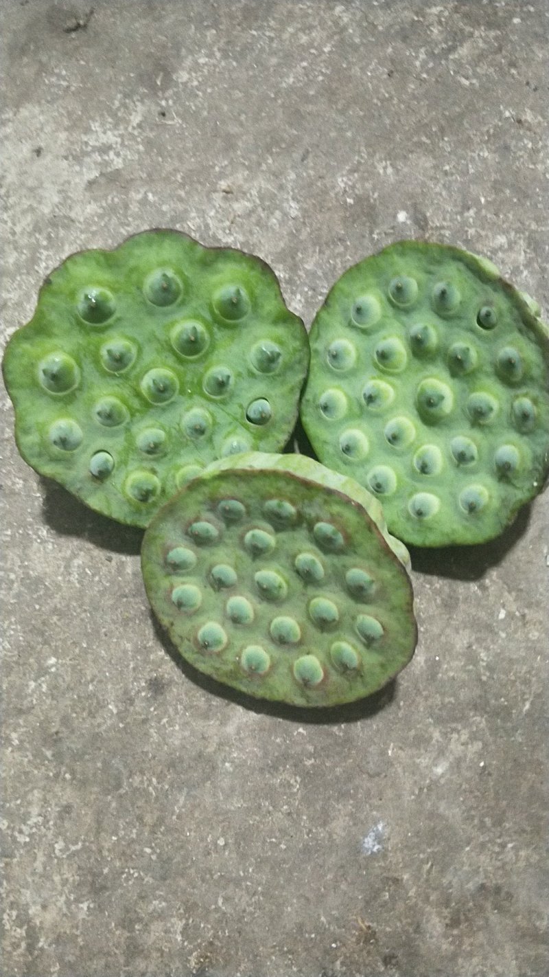 安徽芜湖莲蓬，（精品莲蓬）品质优