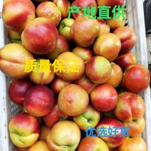 518油桃风味浓甜产地直供日产十万斤
