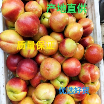 518油桃风味浓甜产地直供日产十万斤