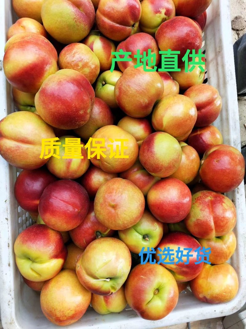 518油桃风味浓甜产地直供日产十万斤