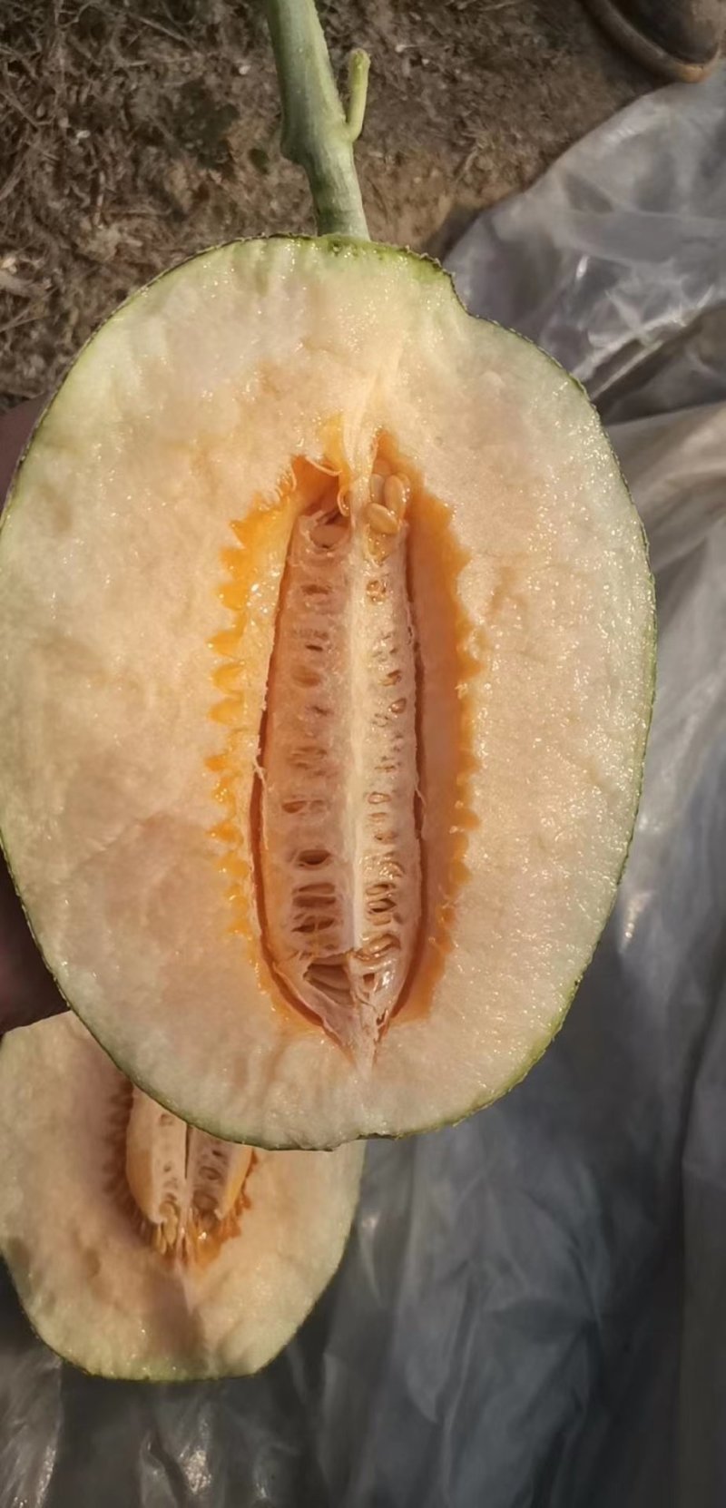 圣蜜冠35