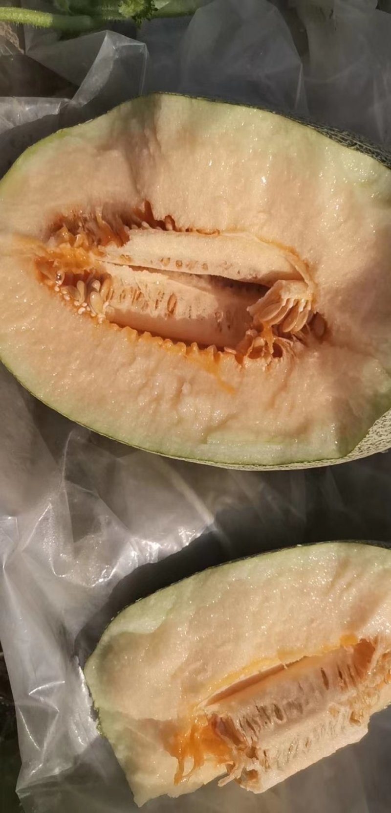 圣蜜冠35