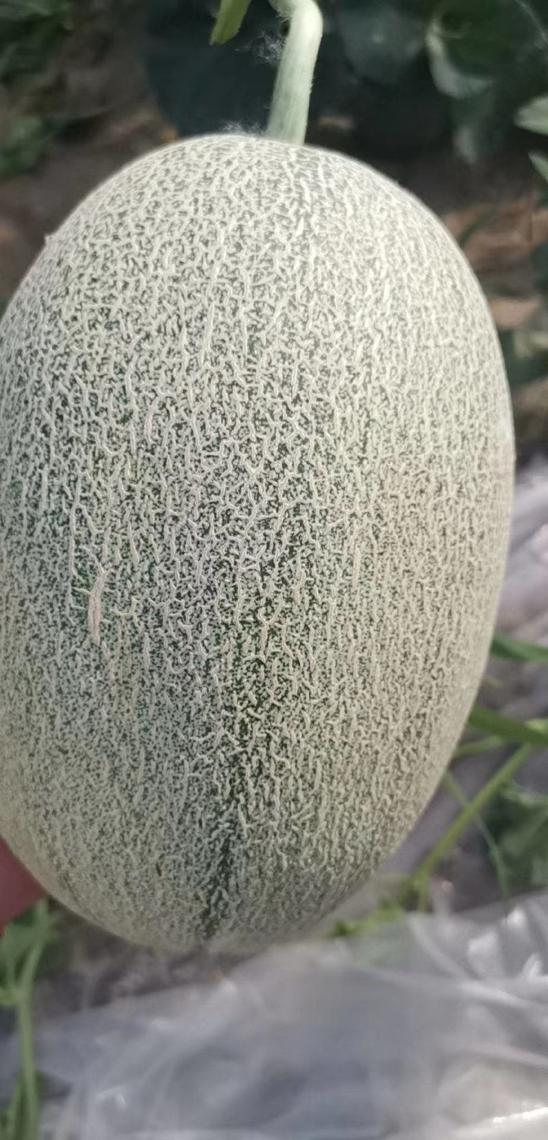 圣蜜冠35
