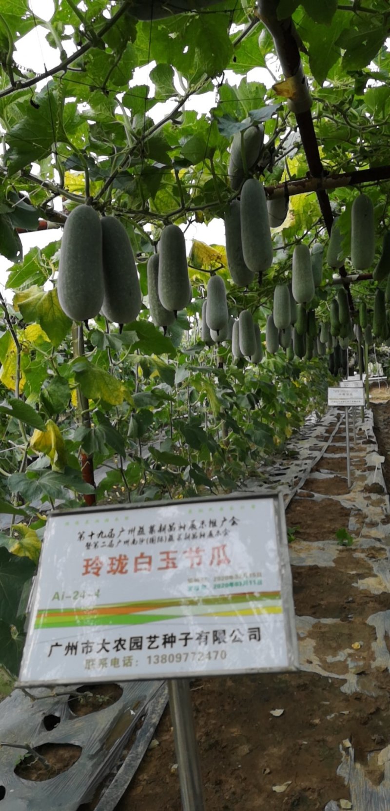 泰国绿肉玲珑白玉小冬瓜种子老瓜起粉品质优