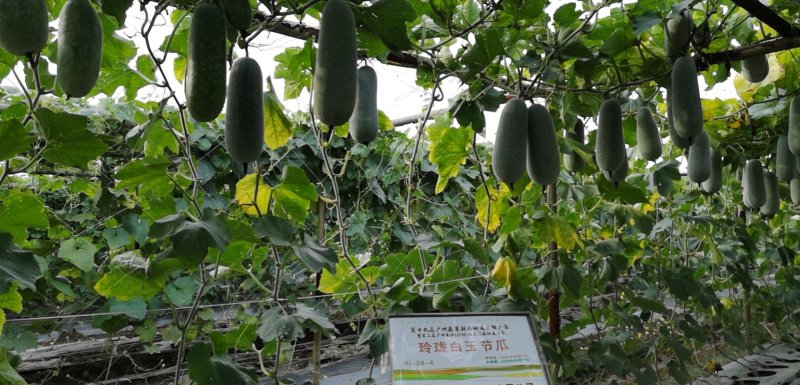 泰国绿肉玲珑白玉小冬瓜种子老瓜起粉品质优