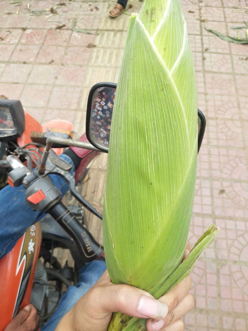 甜玉米，花糯，白糯，（正在上市中）大量出货